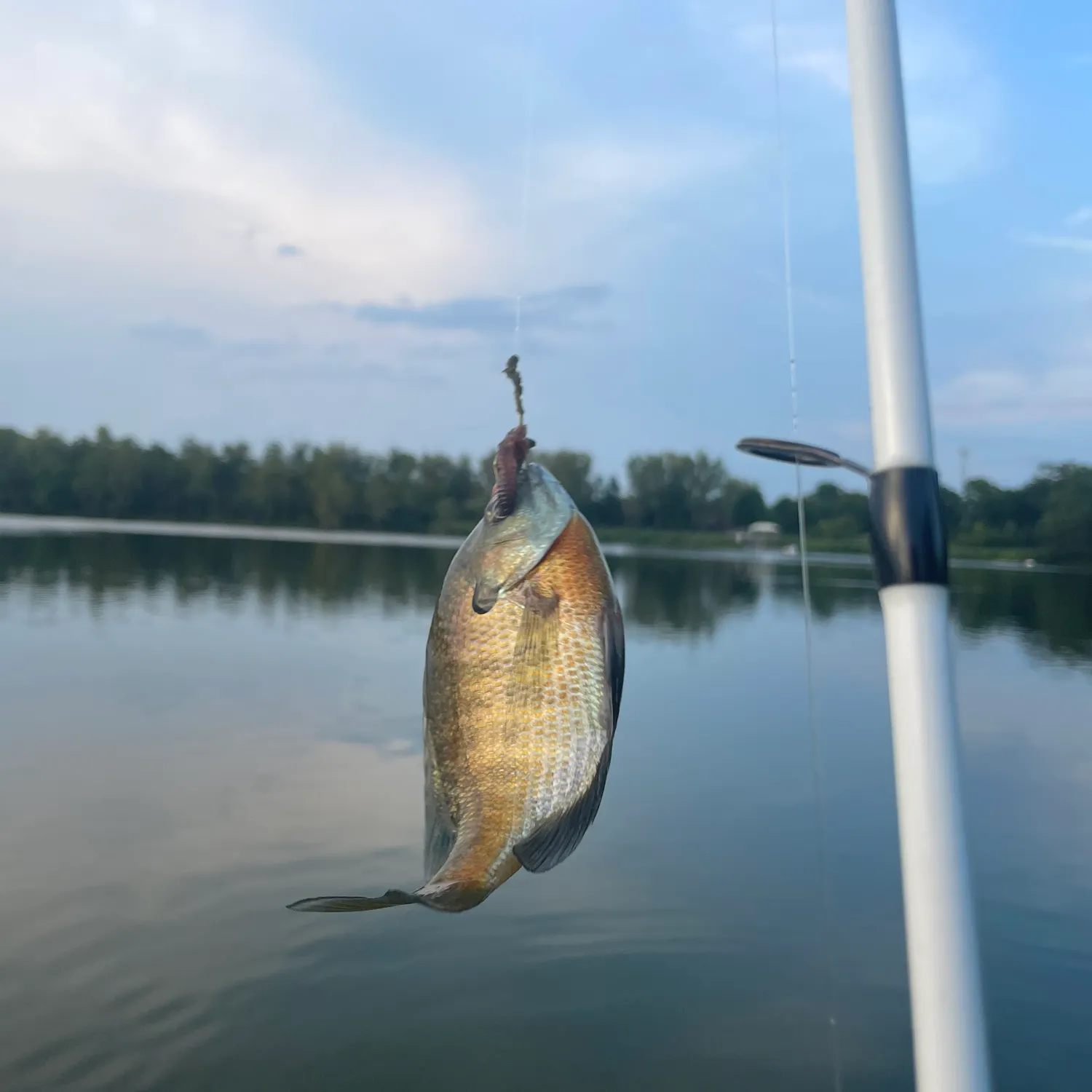 Bluegill caught on Fishbrain