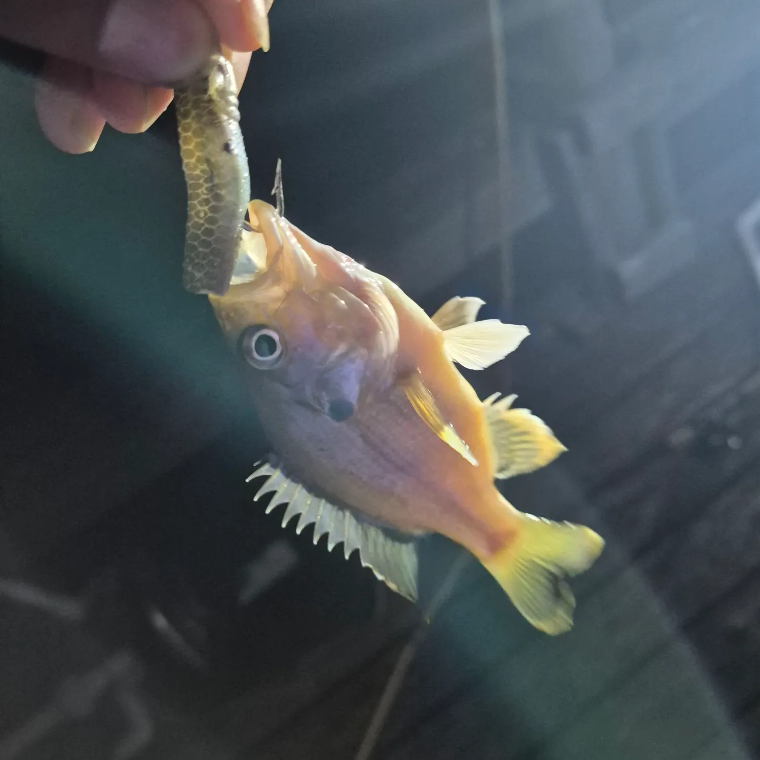 The most recent Great white shark catches on Fishbrain
