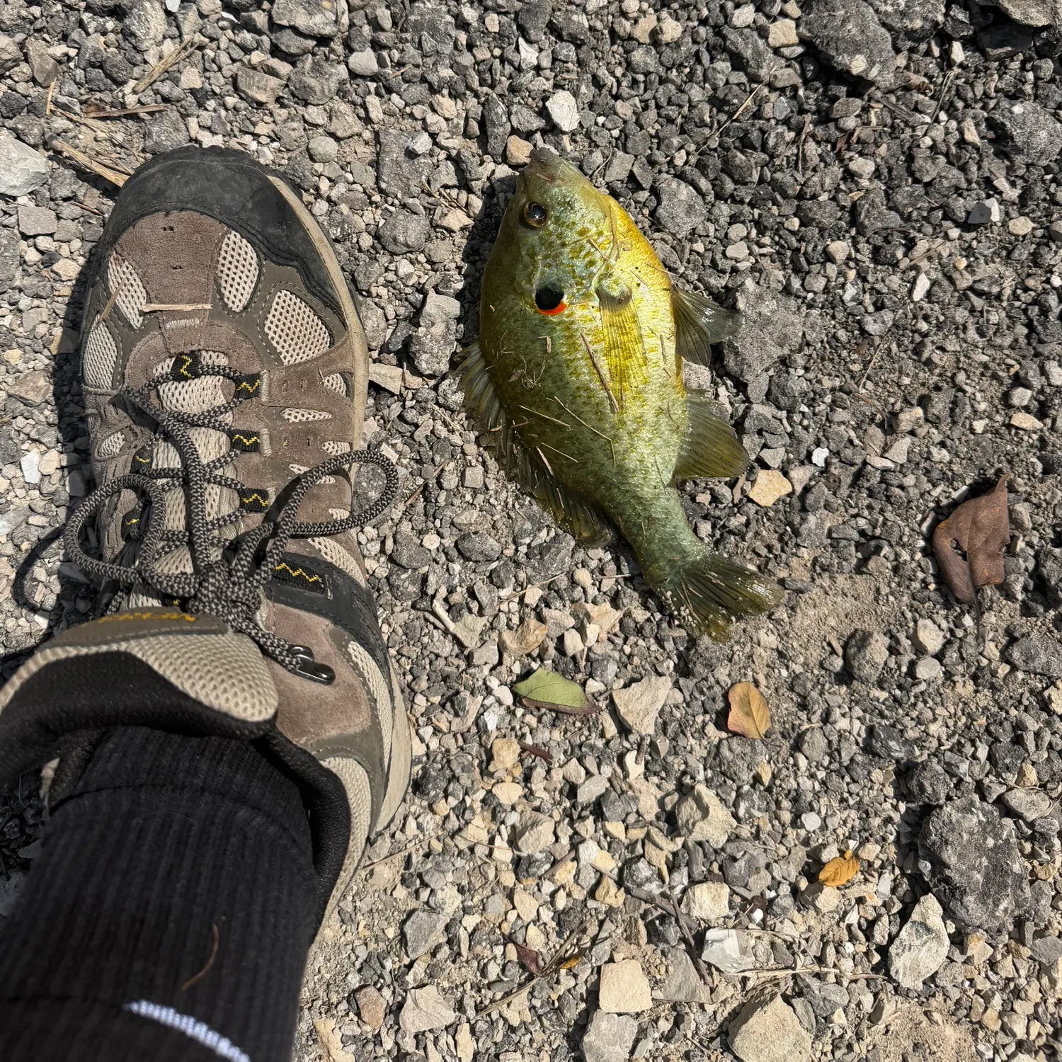 Redear sunfish caught on Fishbrain