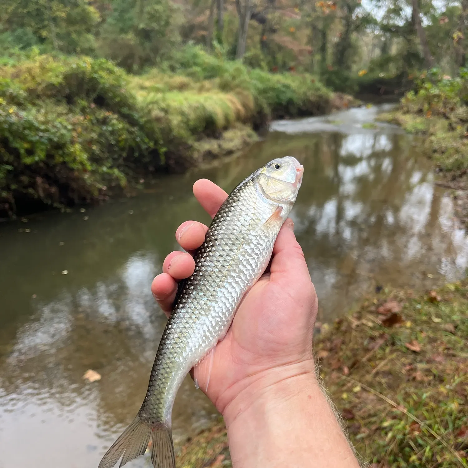 Fallfish caught on Fishbrain