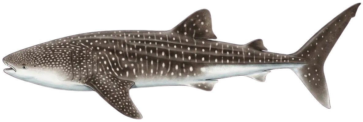 Whale shark