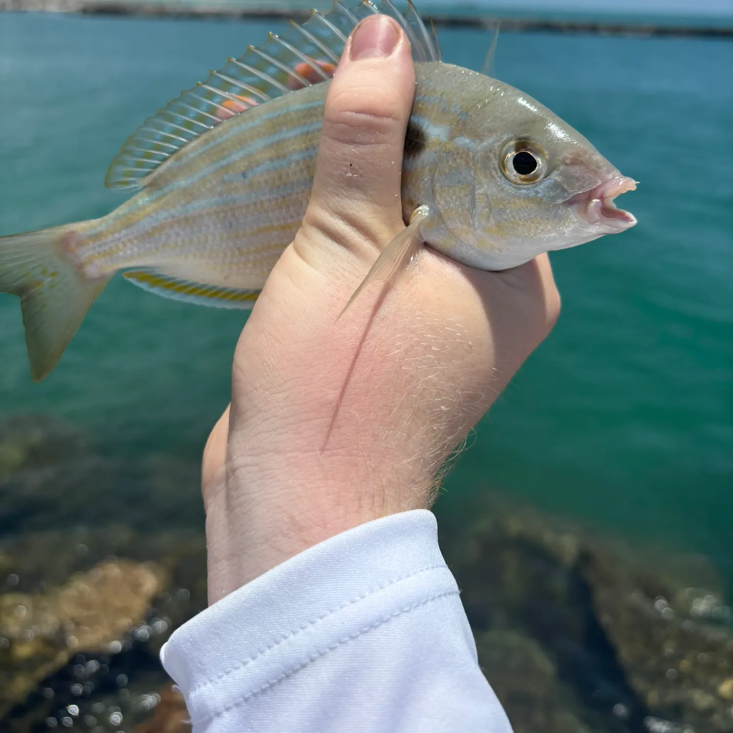 The most recent Pinfish catches on Fishbrain
