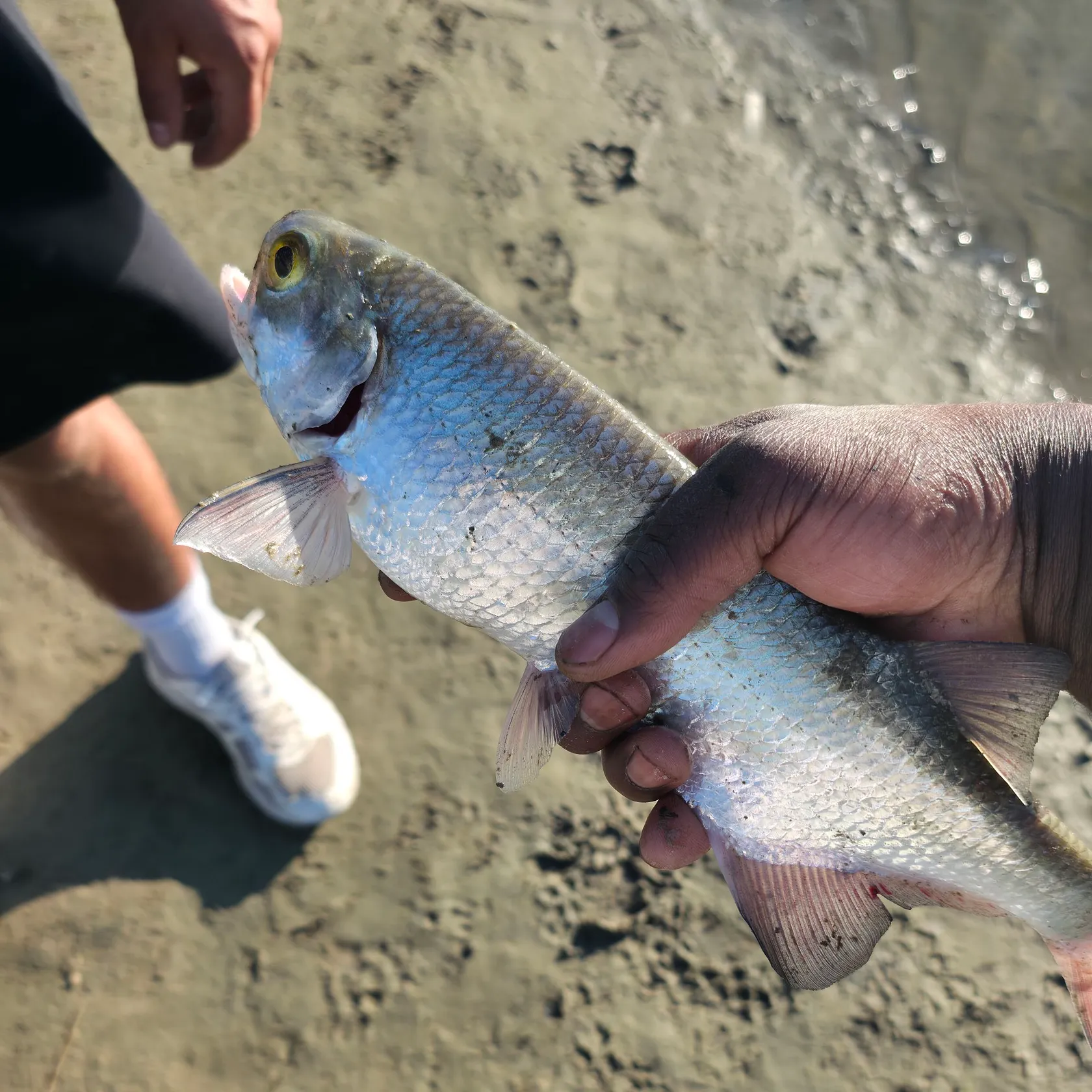 The most recent Goldeye catches on Fishbrain