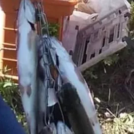 Rainbow trout caught on Fishbrain
