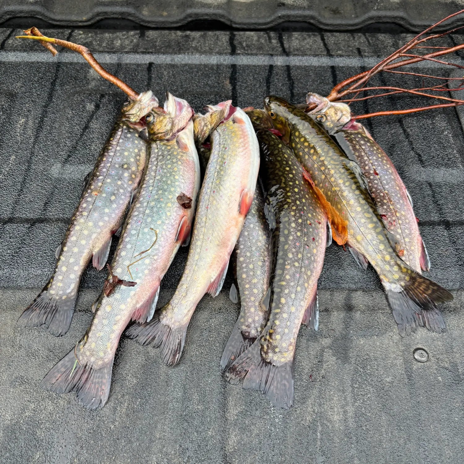 recently logged catches