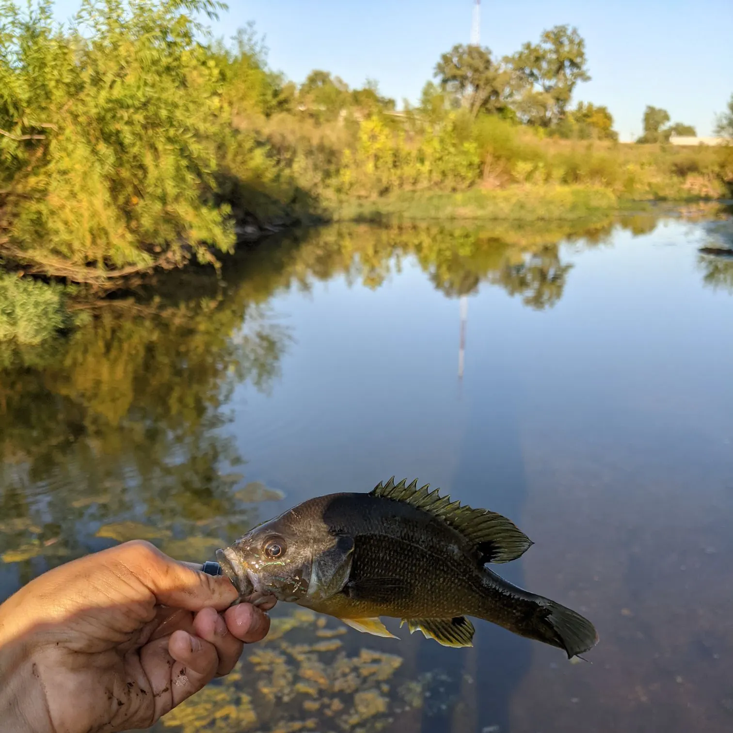 Bluegill caught on Fishbrain
