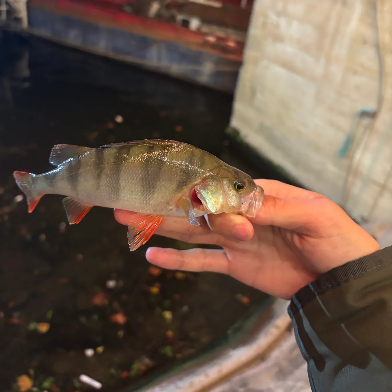 catch