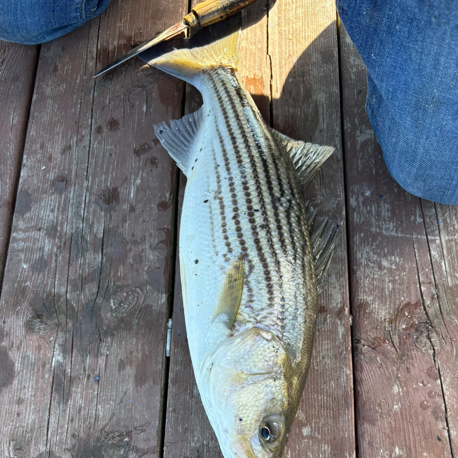 Striped bass caught on Fishbrain