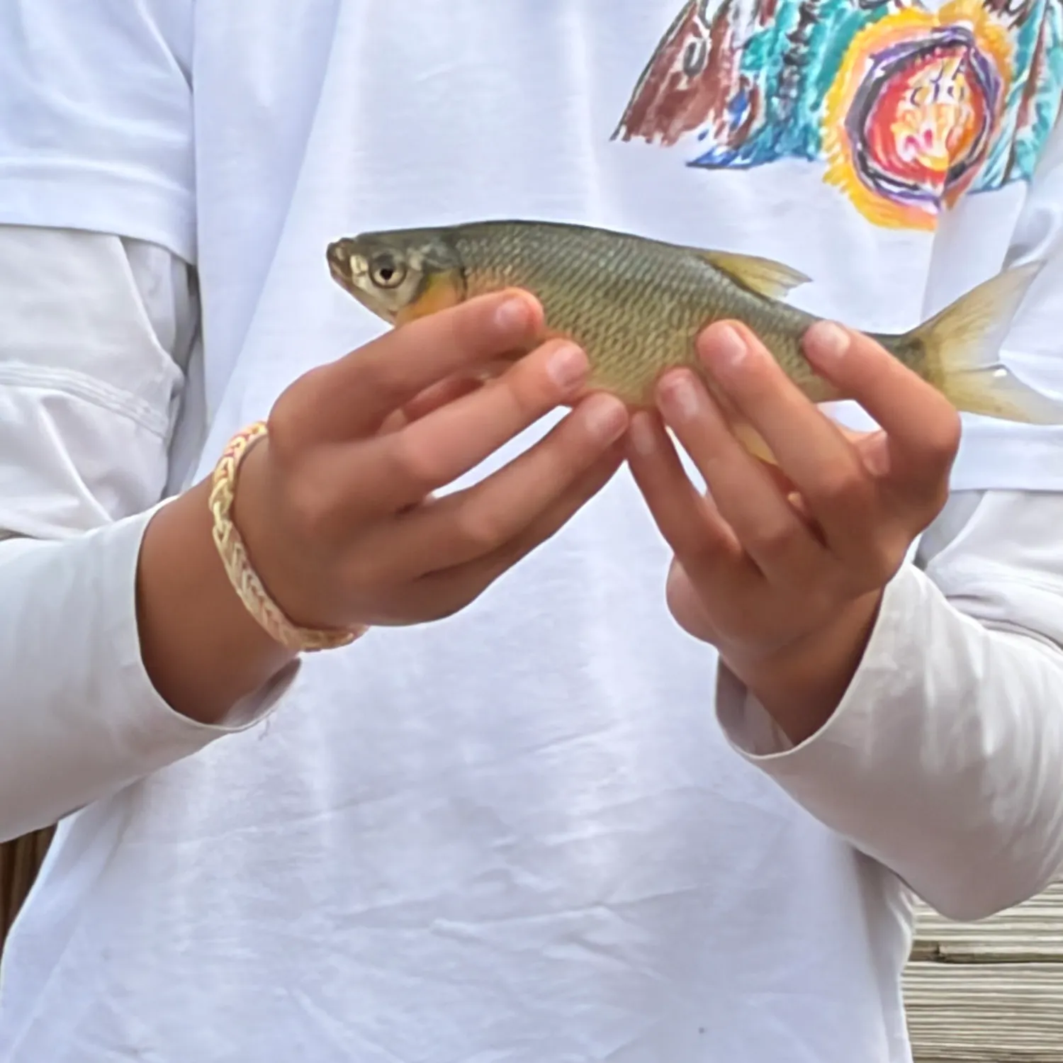 Golden shiner caught on Fishbrain
