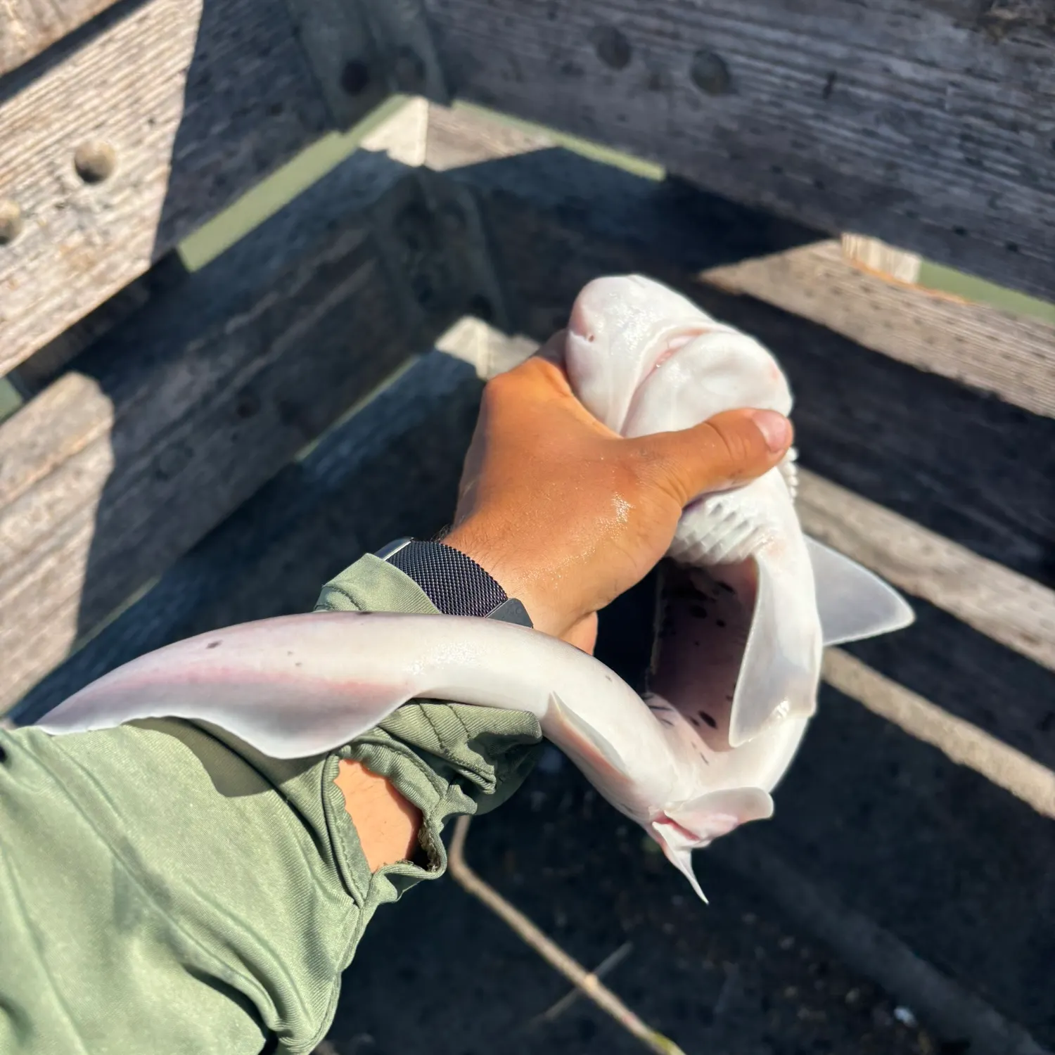 recently logged catches