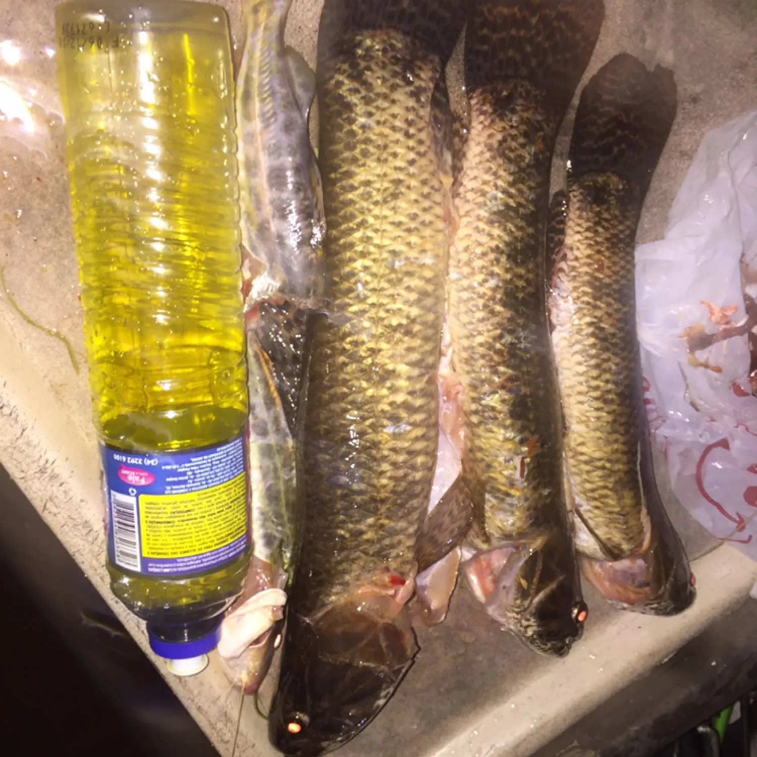 recently logged catches