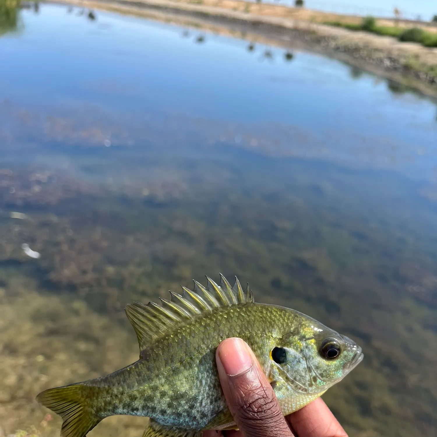 Redear sunfish caught on Fishbrain