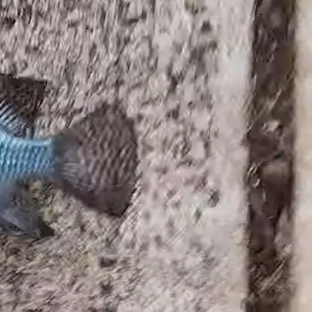 The most recent Pearl cichlid catches on Fishbrain
