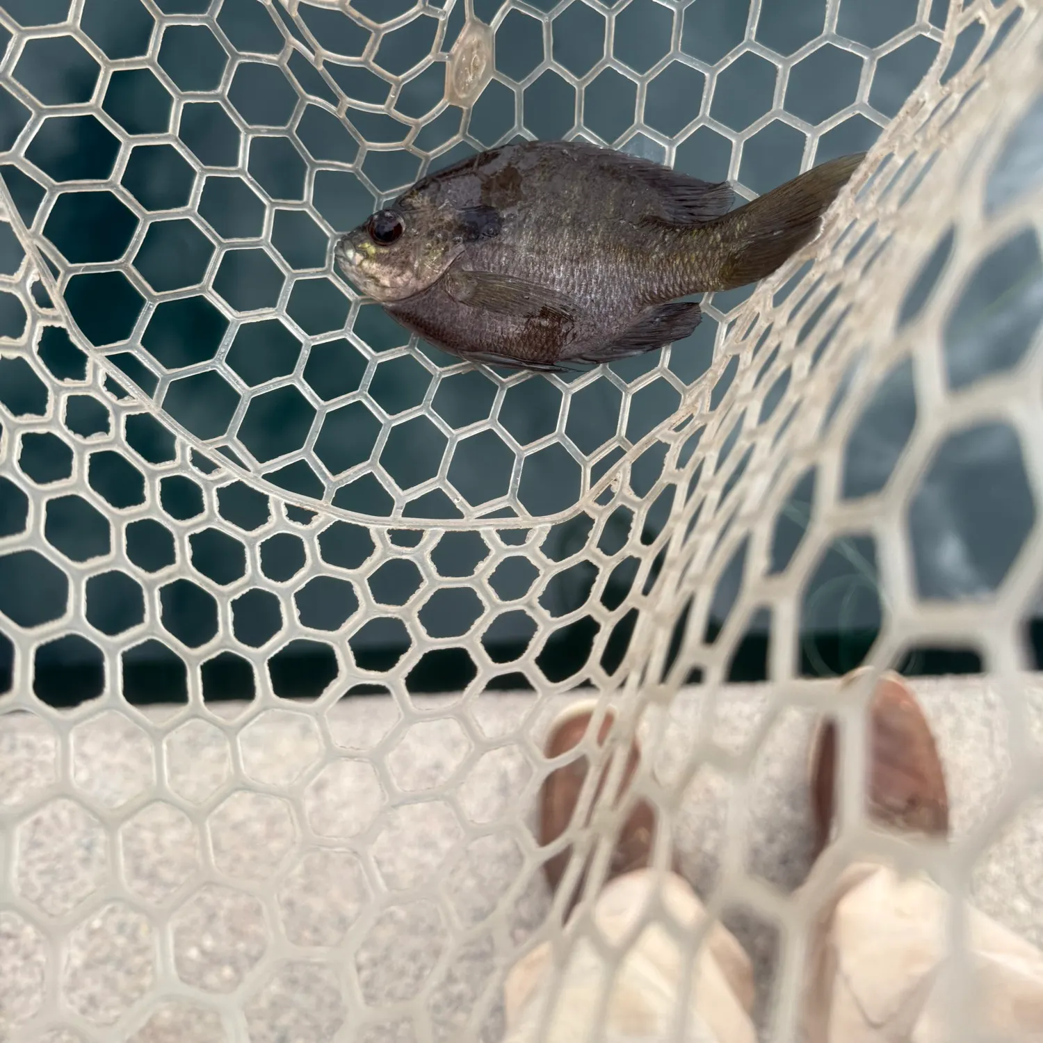 Bluegill caught on Fishbrain