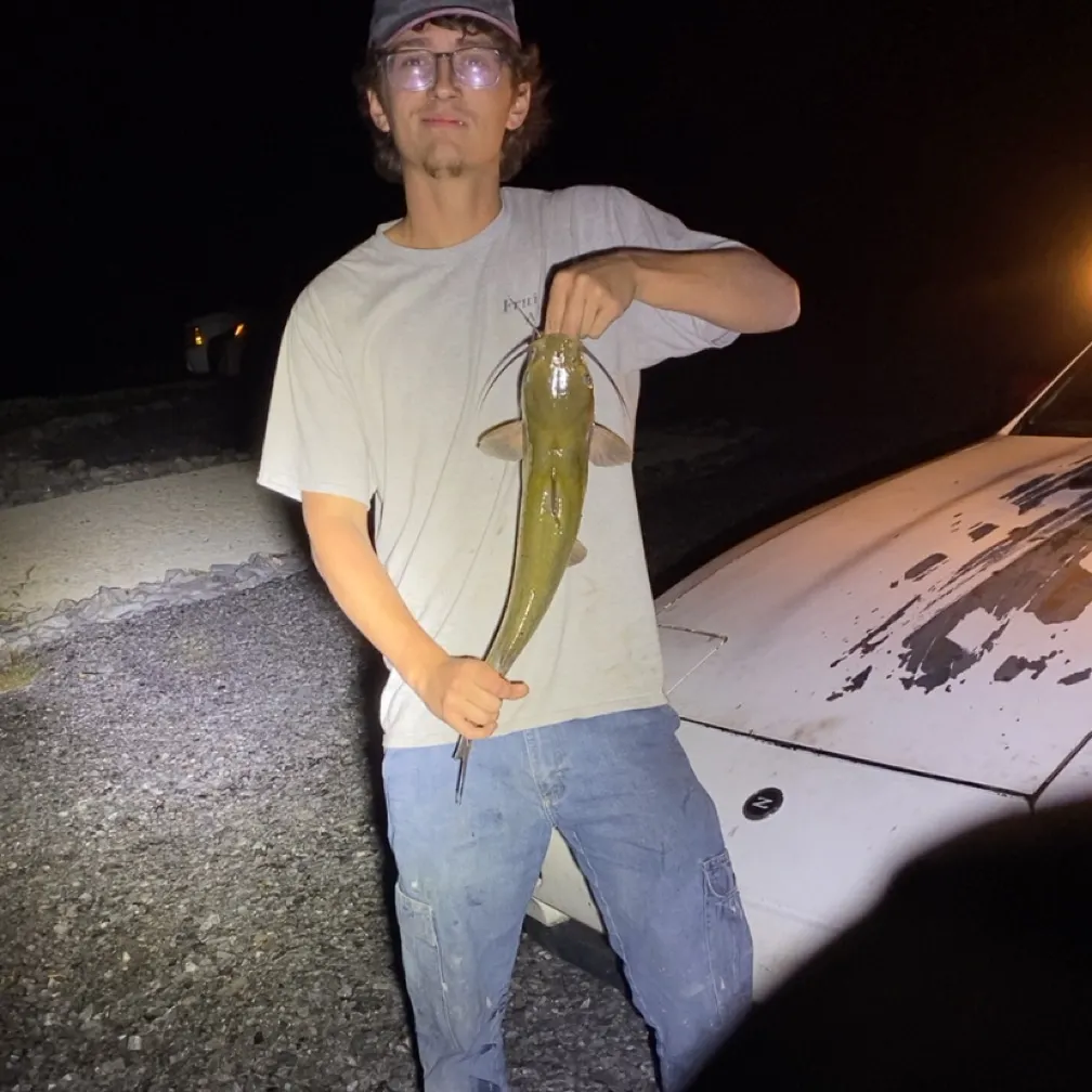 Channel catfish caught on Fishbrain