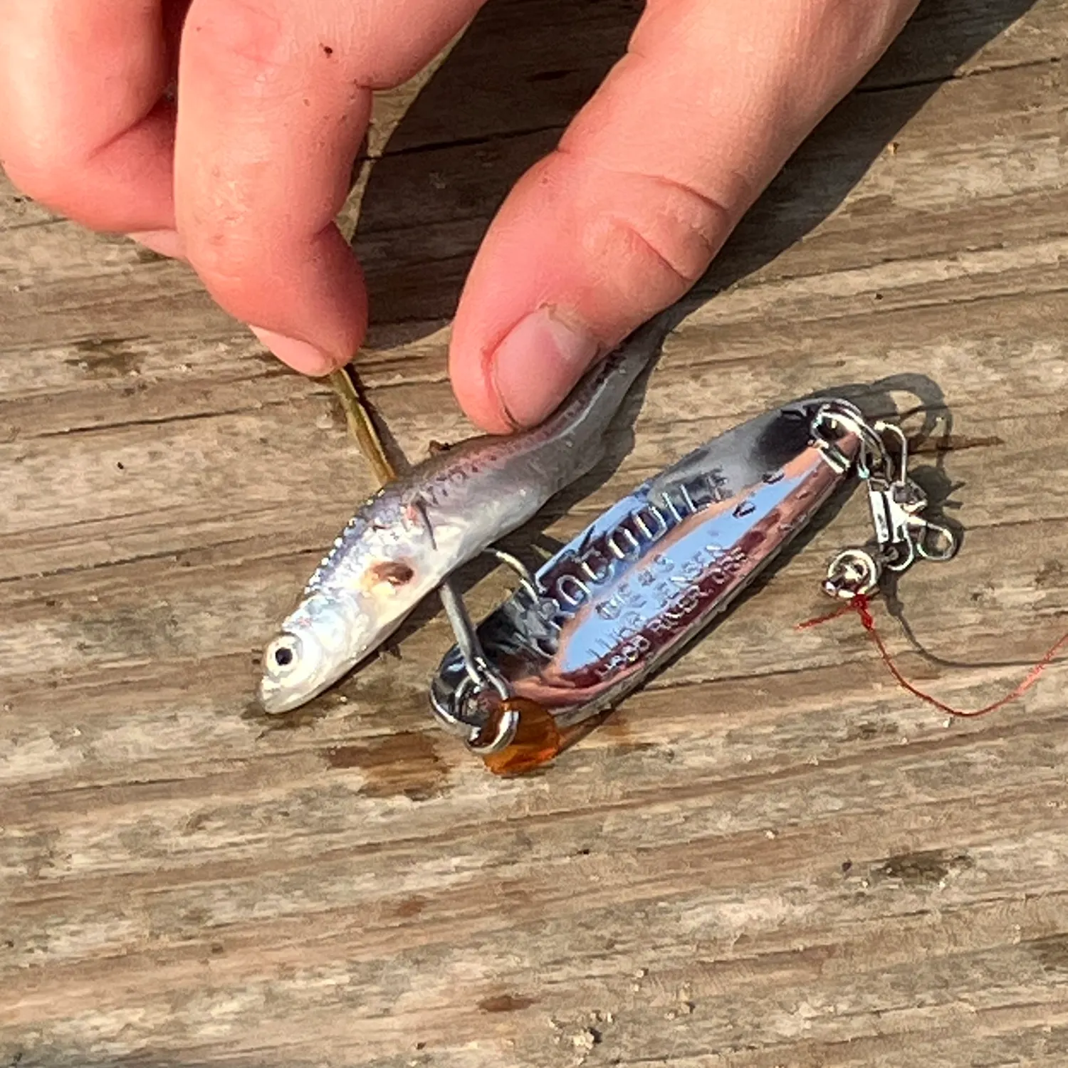 The most recent Emerald shiner catches on Fishbrain
