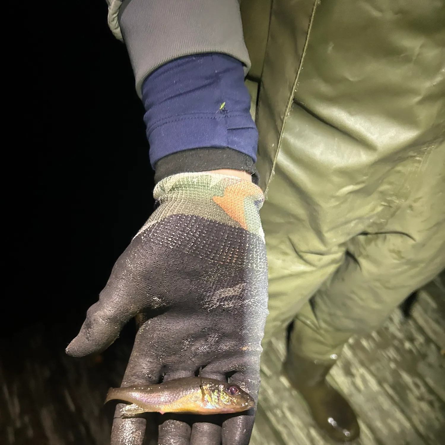 The most recent Eurasian ruffe catches on Fishbrain