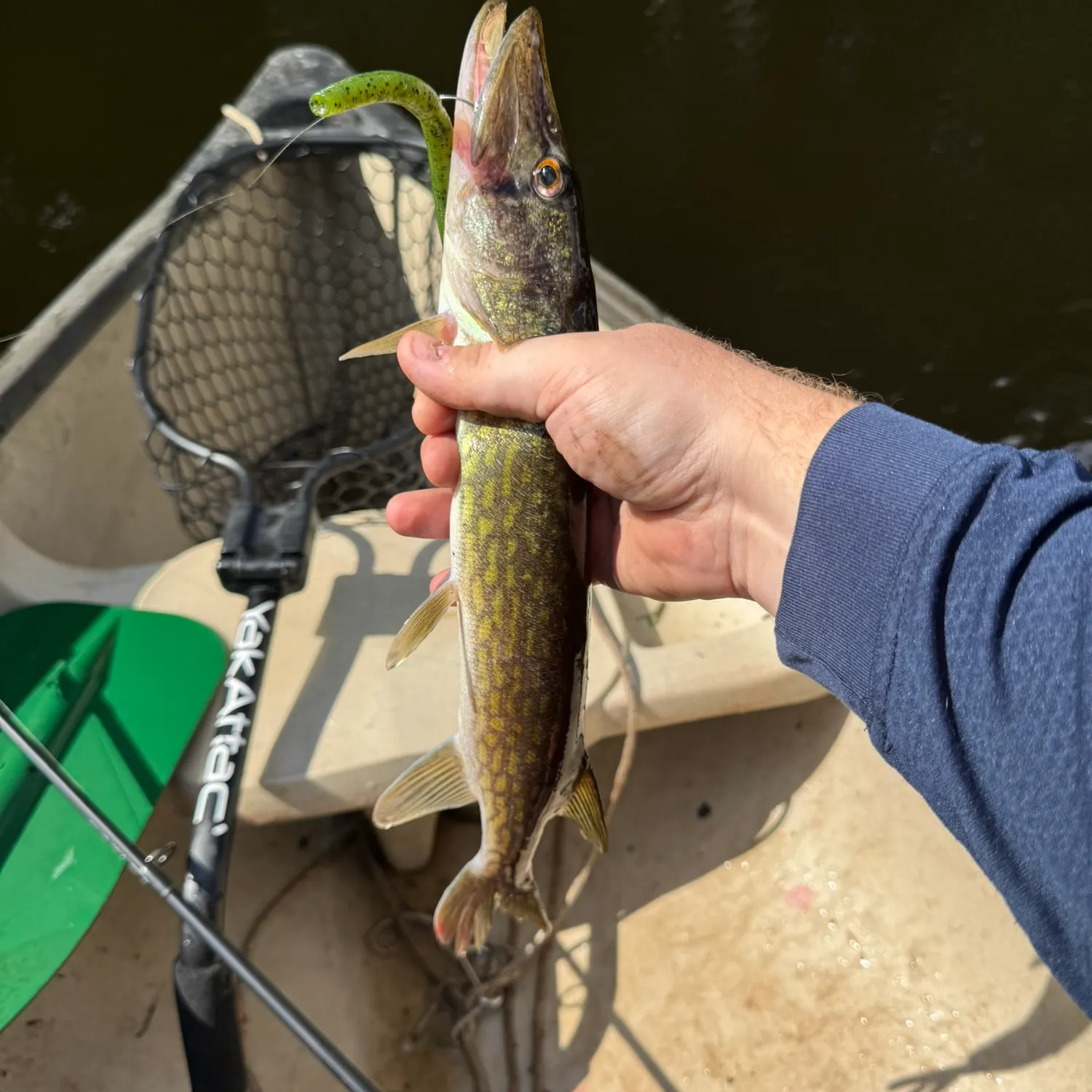 Chain pickerel caught on Fishbrain
