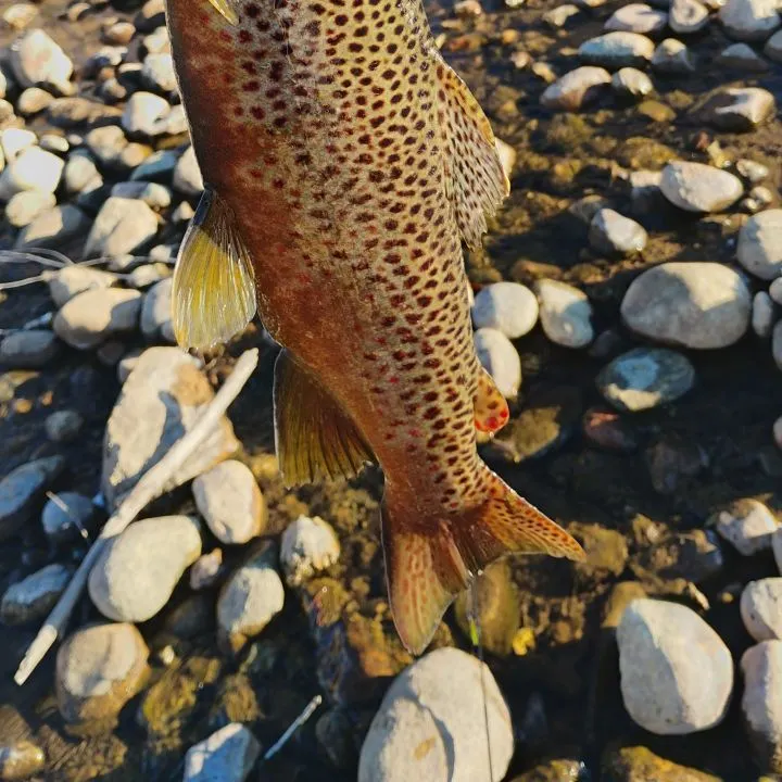 Brown trout caught on Fishbrain