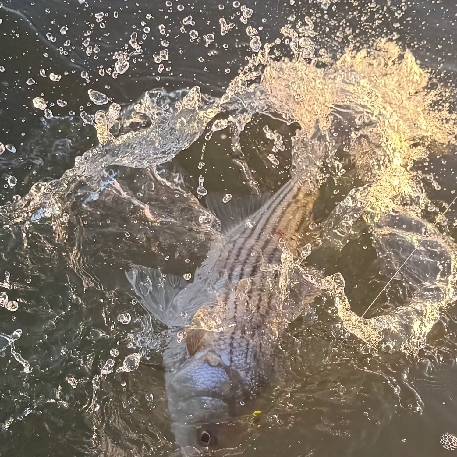 Striped bass caught on Fishbrain