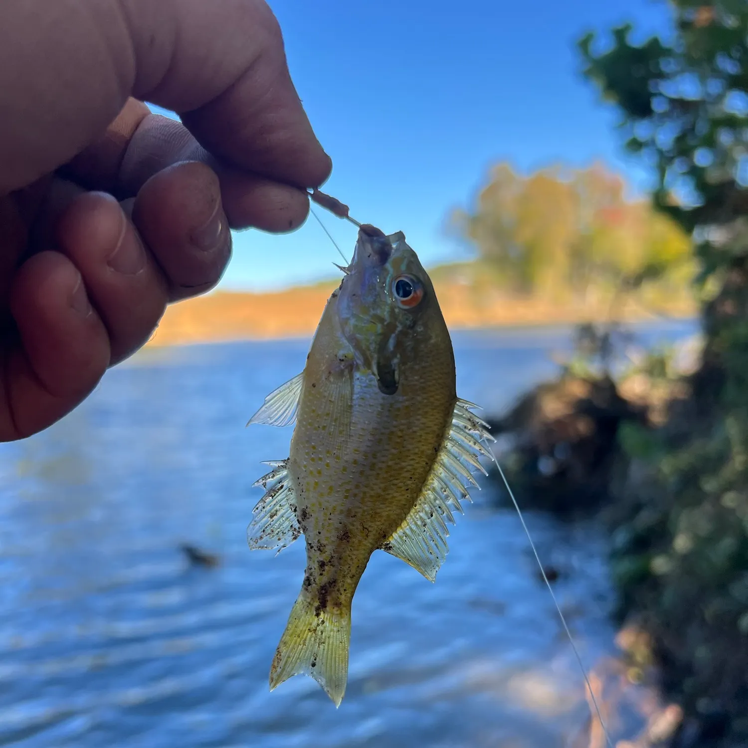 Redbreast sunfish caught on Fishbrain