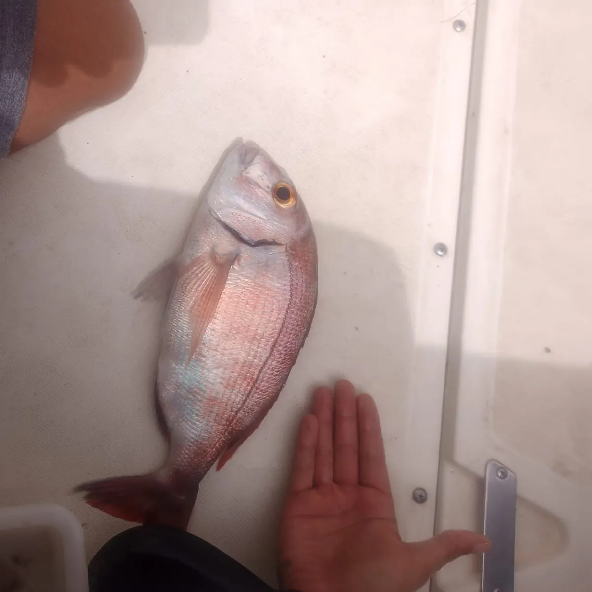 The most recent White seabream catches on Fishbrain