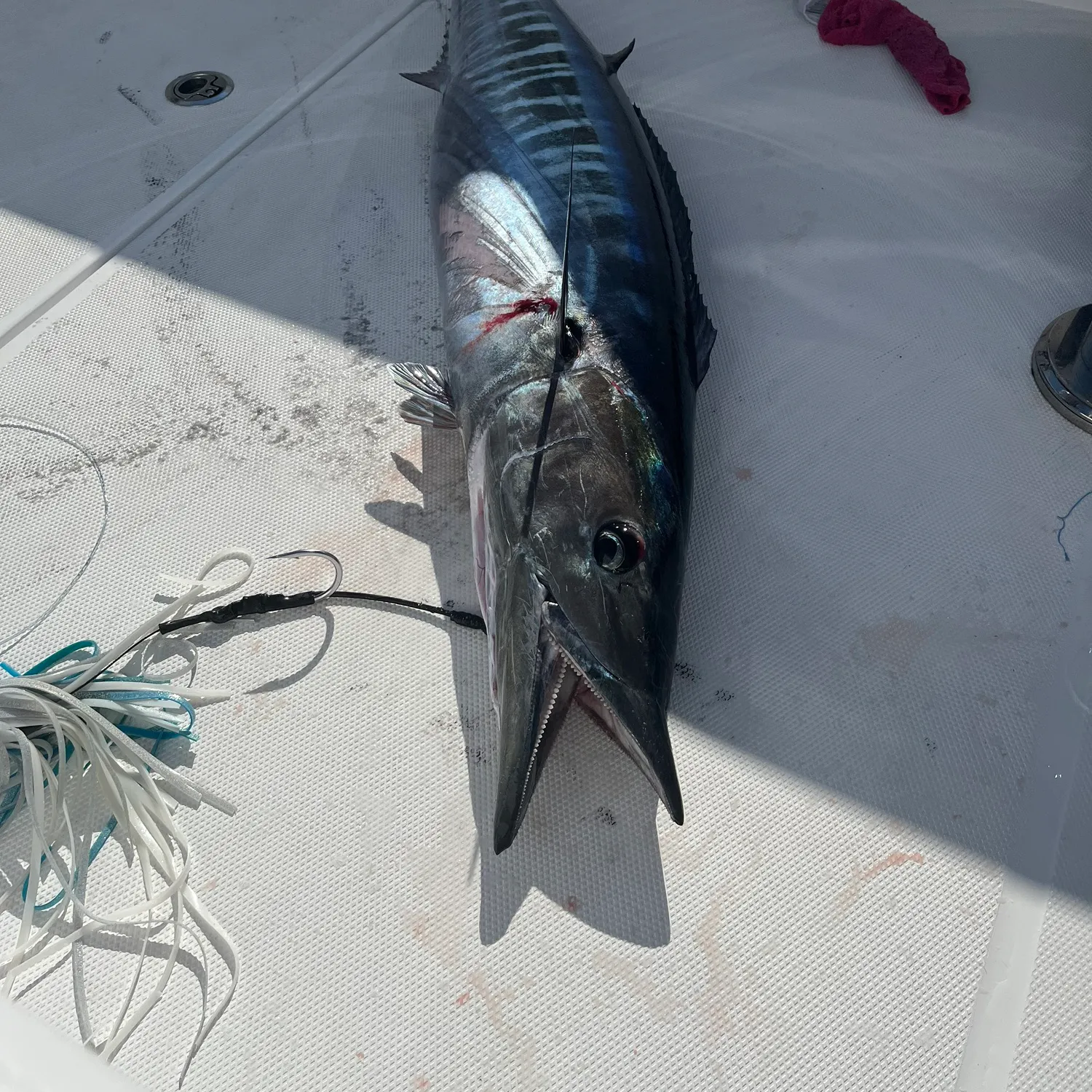 The most recent Wahoo catches on Fishbrain