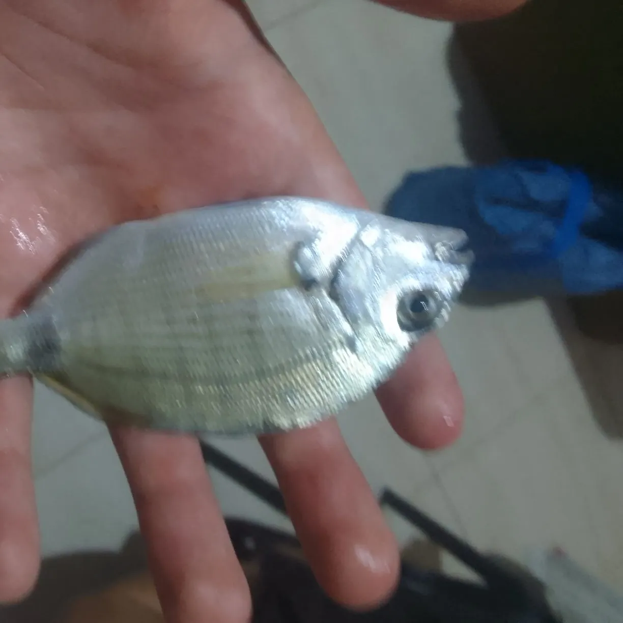 The most recent Common two-banded seabream catches on Fishbrain