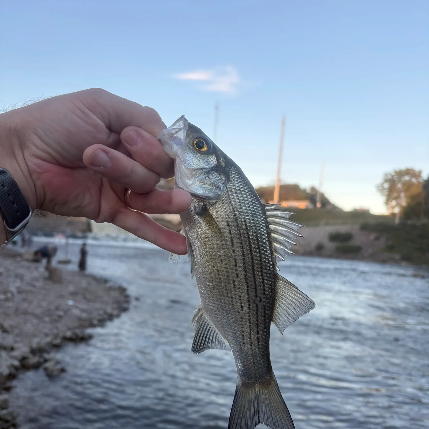 White bass caught on Fishbrain
