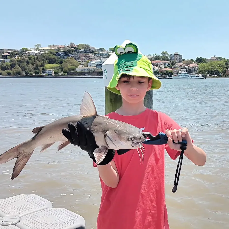 The most recent Giant sea catfish catches on Fishbrain