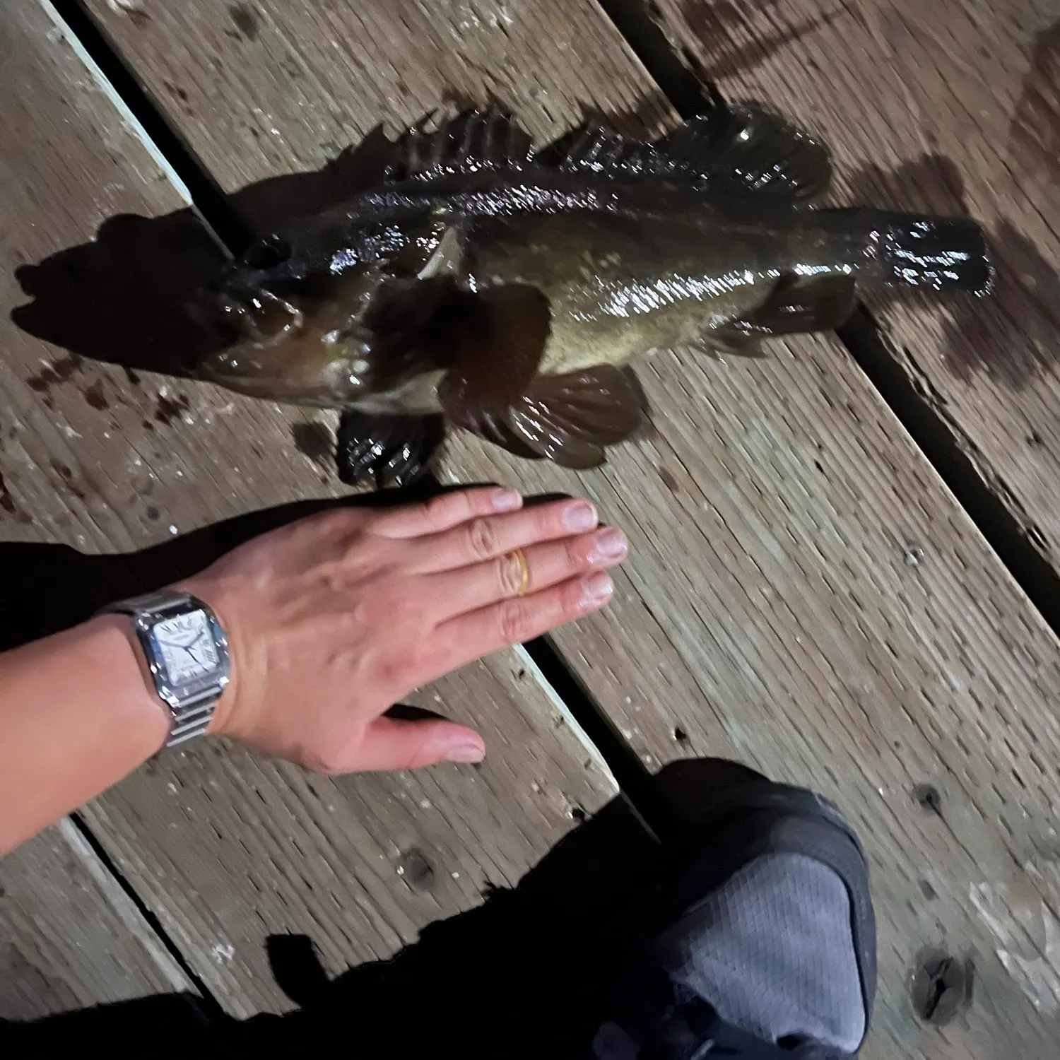 Kelp bass caught on Fishbrain
