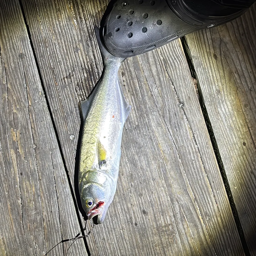 The most recent Bluefish catches on Fishbrain
