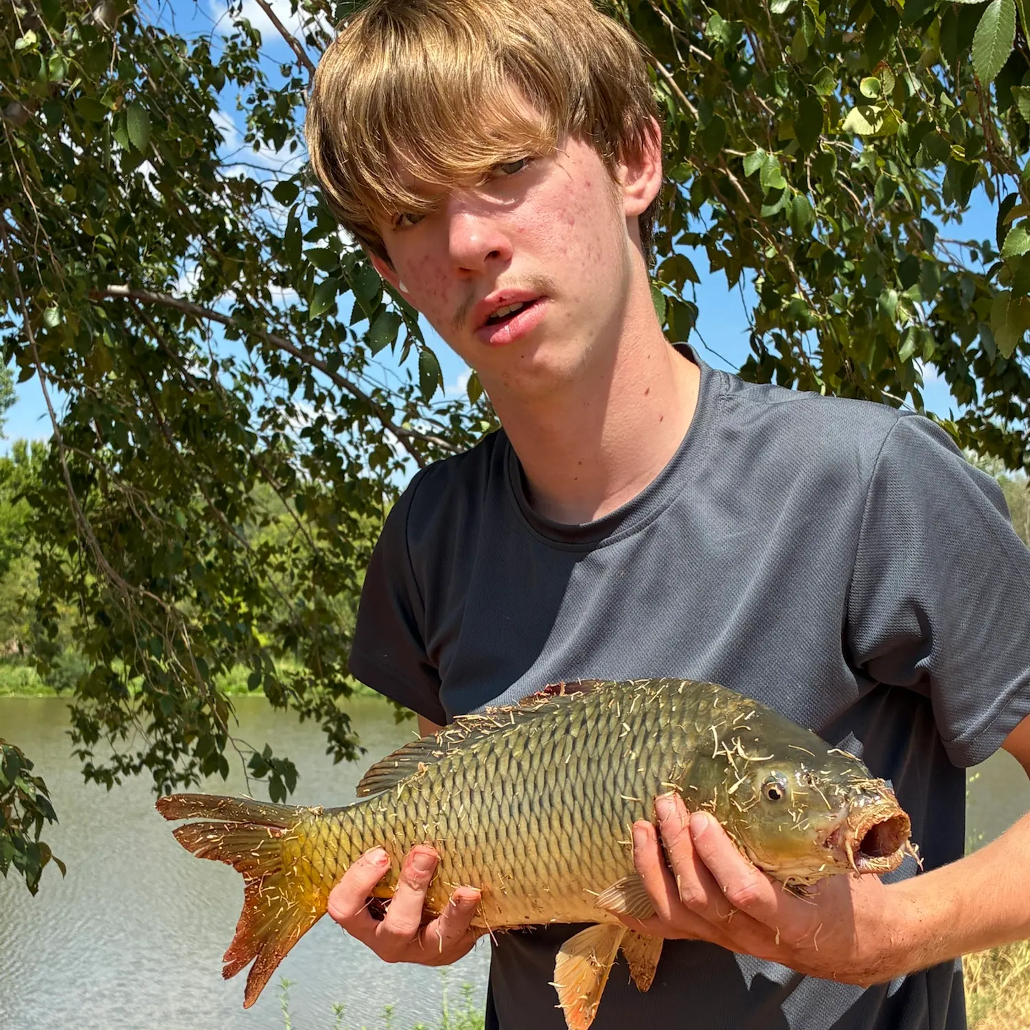 Common carp caught on Fishbrain