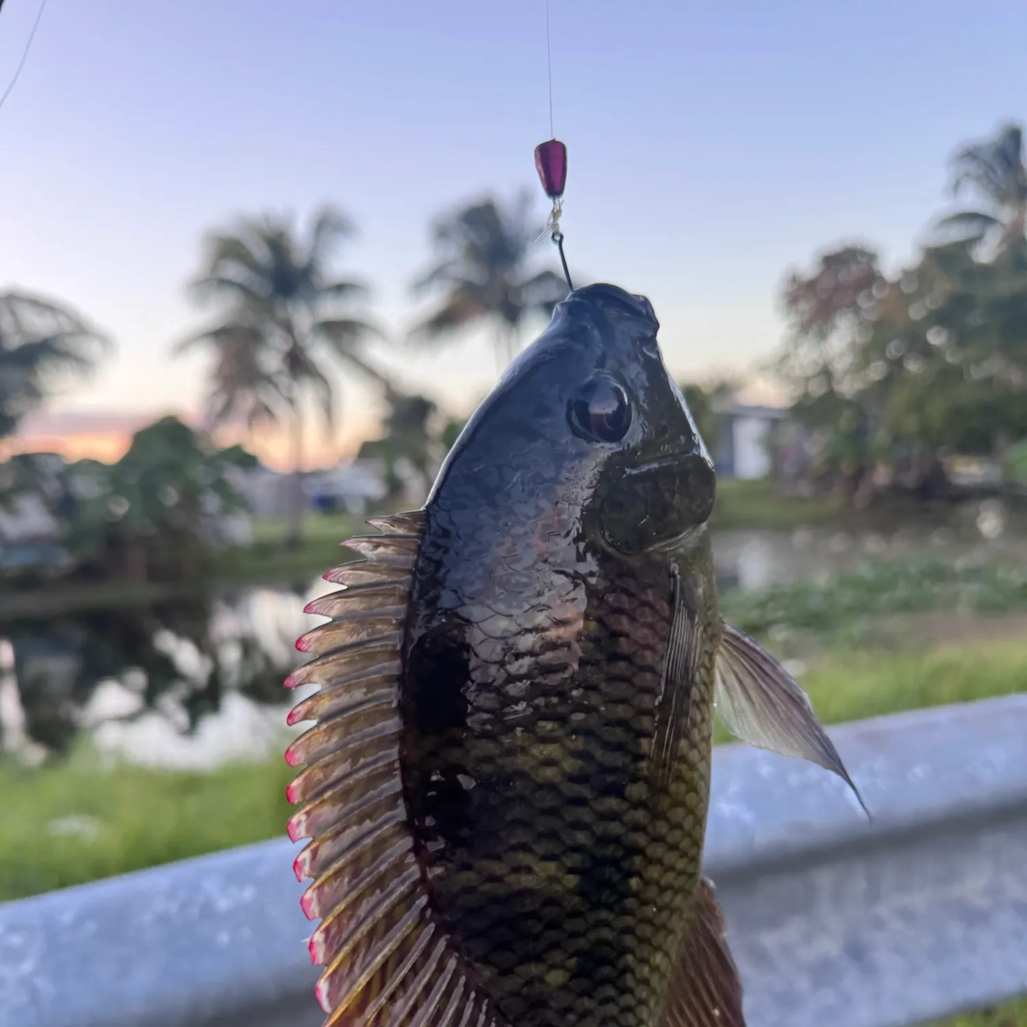 The most recent Spotted tilapia catches on Fishbrain
