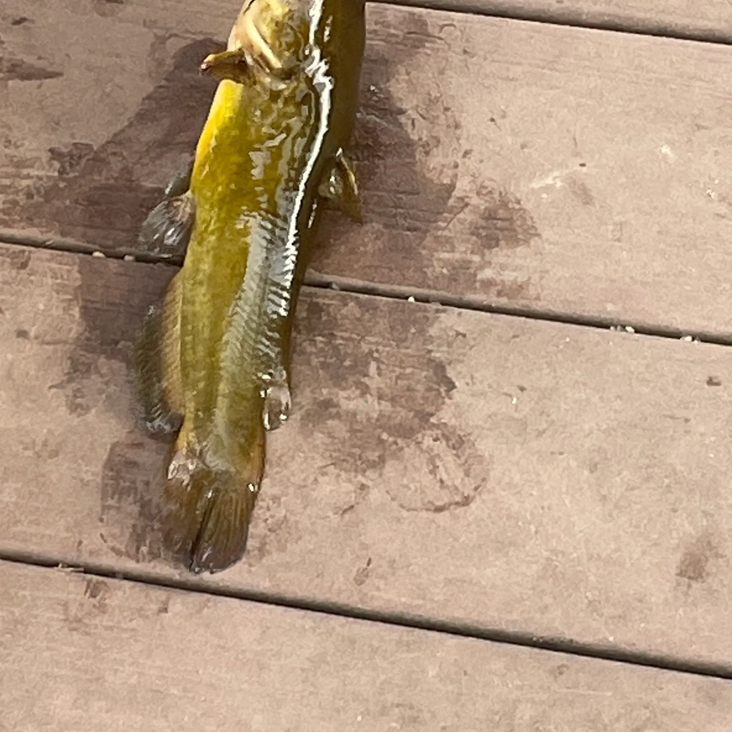 Yellow bullhead caught on Fishbrain