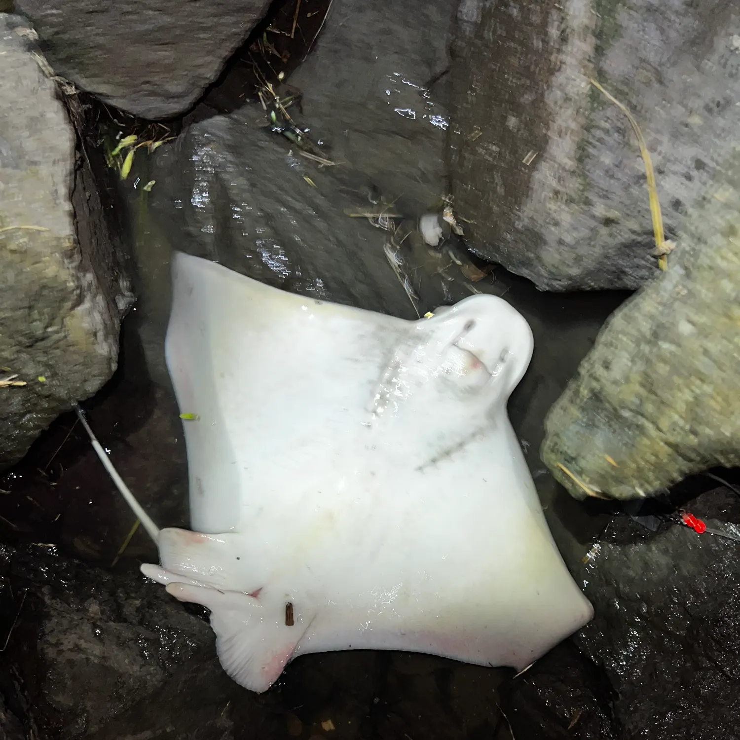 The most recent Bat eagle ray catches on Fishbrain