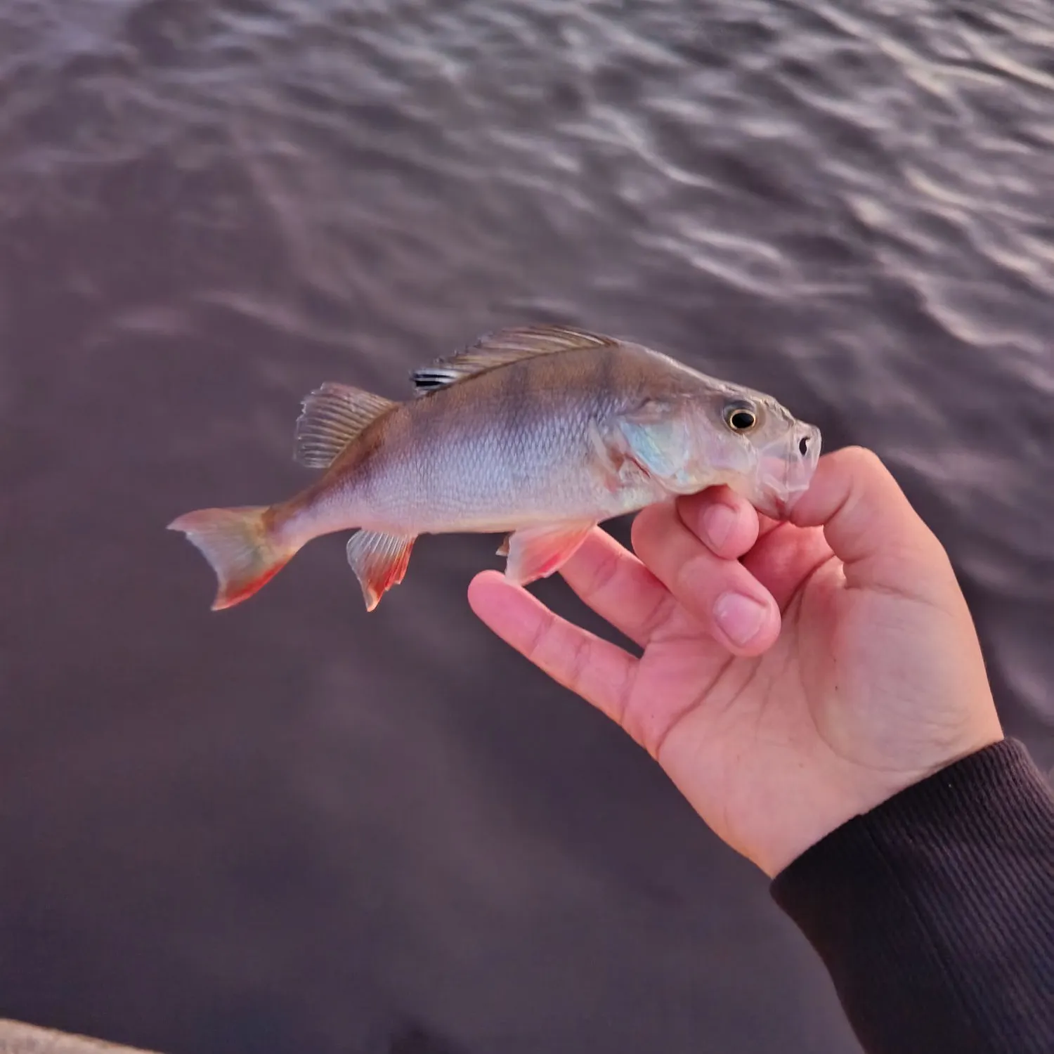 European perch caught on Fishbrain