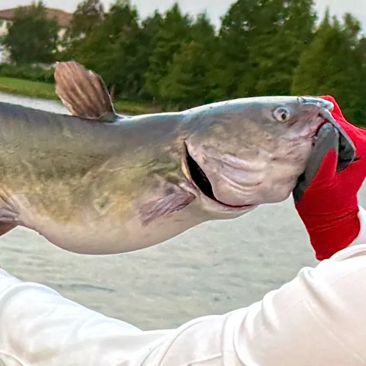 Channel catfish caught on Fishbrain