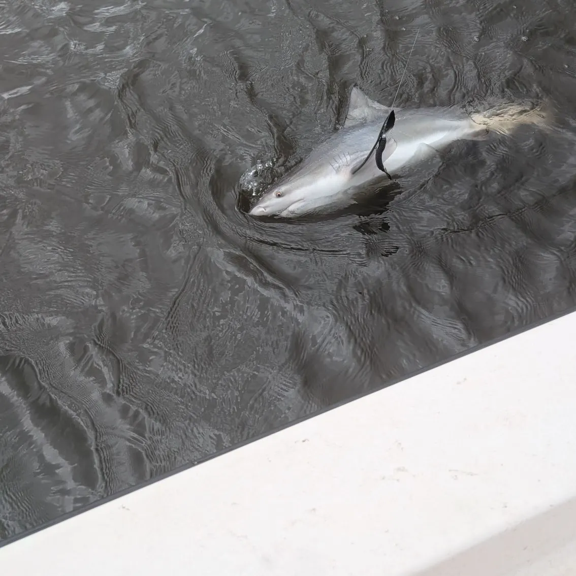 The most recent Bull shark catches on Fishbrain