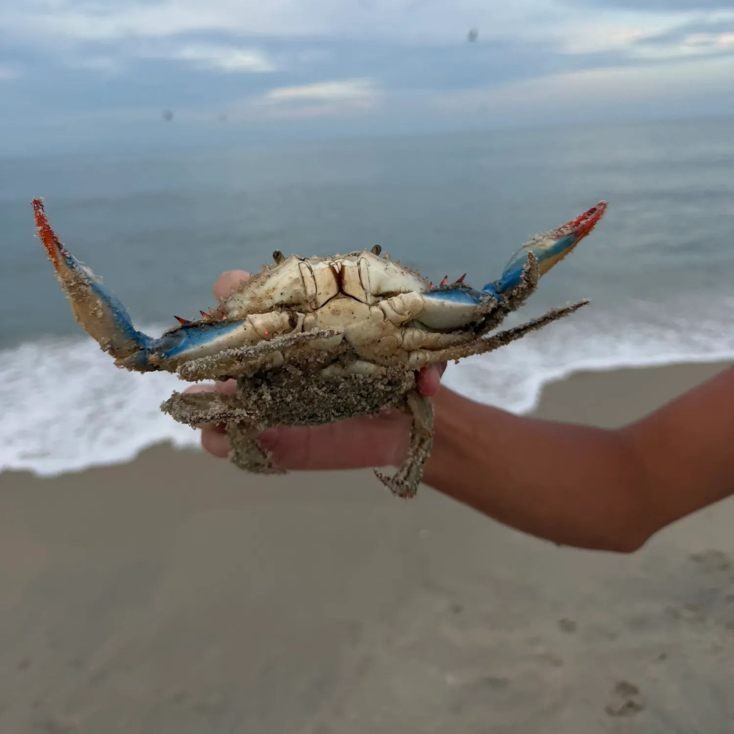 Blue crab caught on Fishbrain