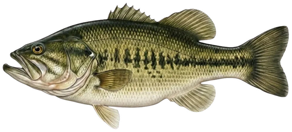Florida bass