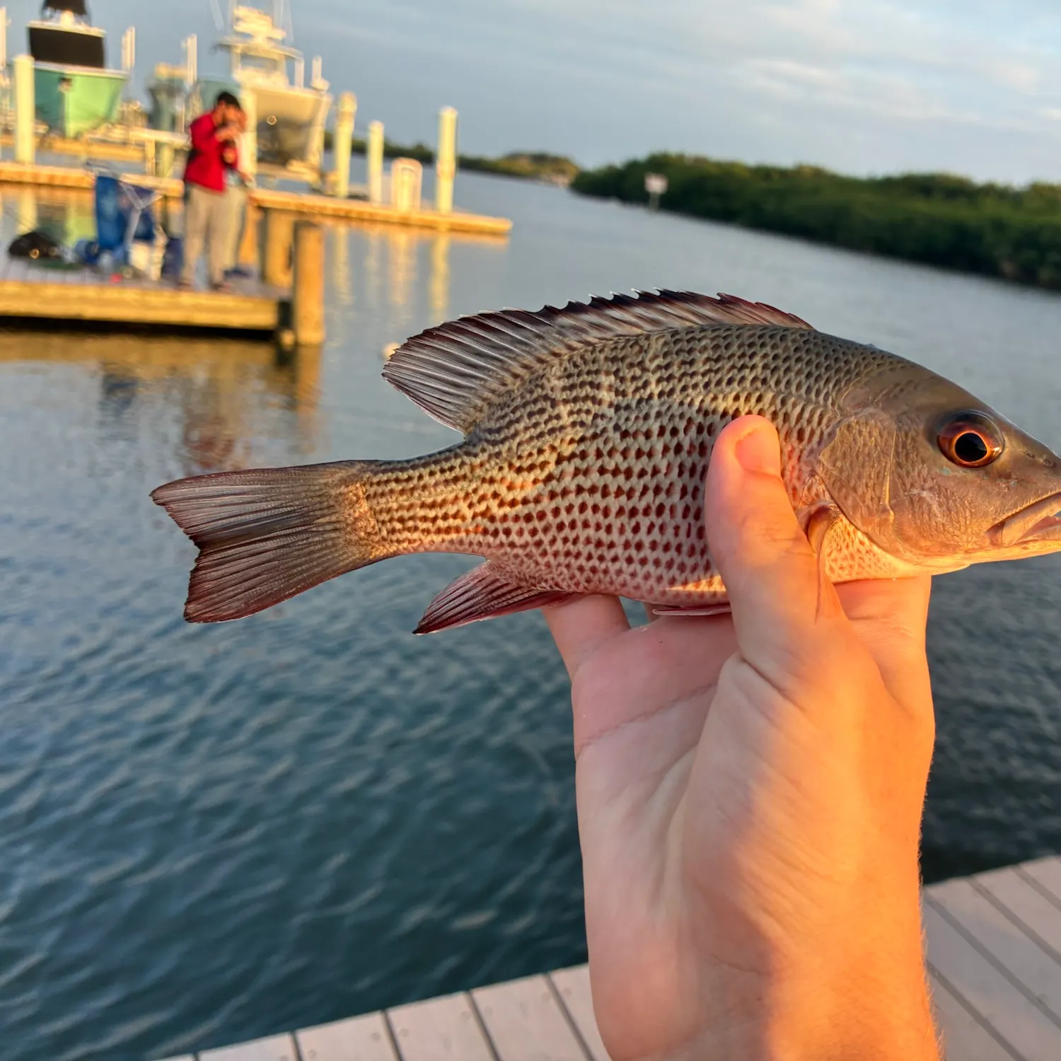 Mangrove snapper caught on Fishbrain
