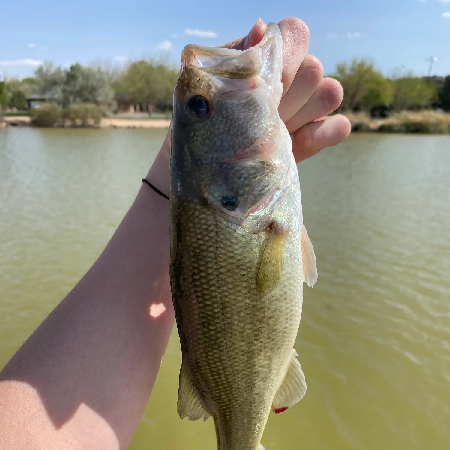 angler catch