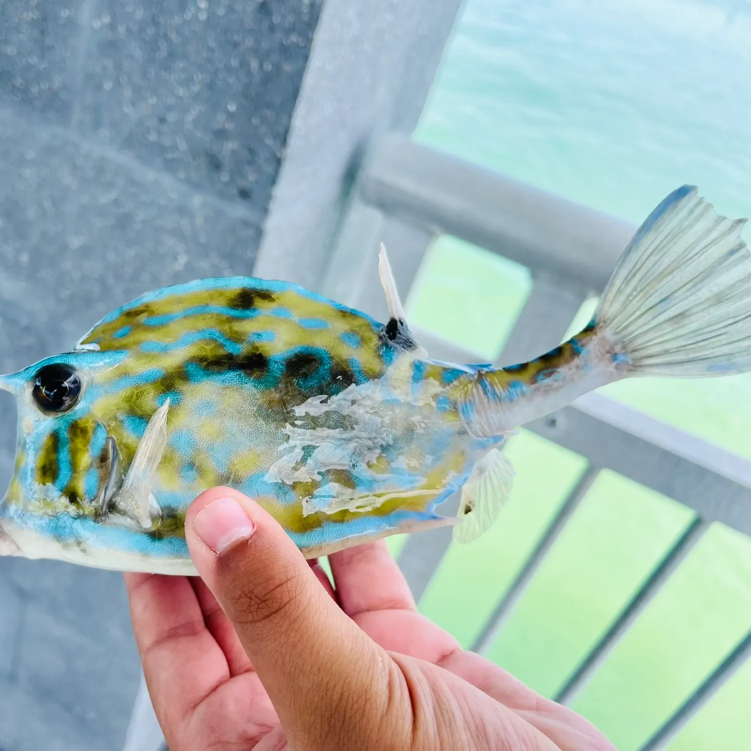 The most recent Scrawled cowfish catches on Fishbrain