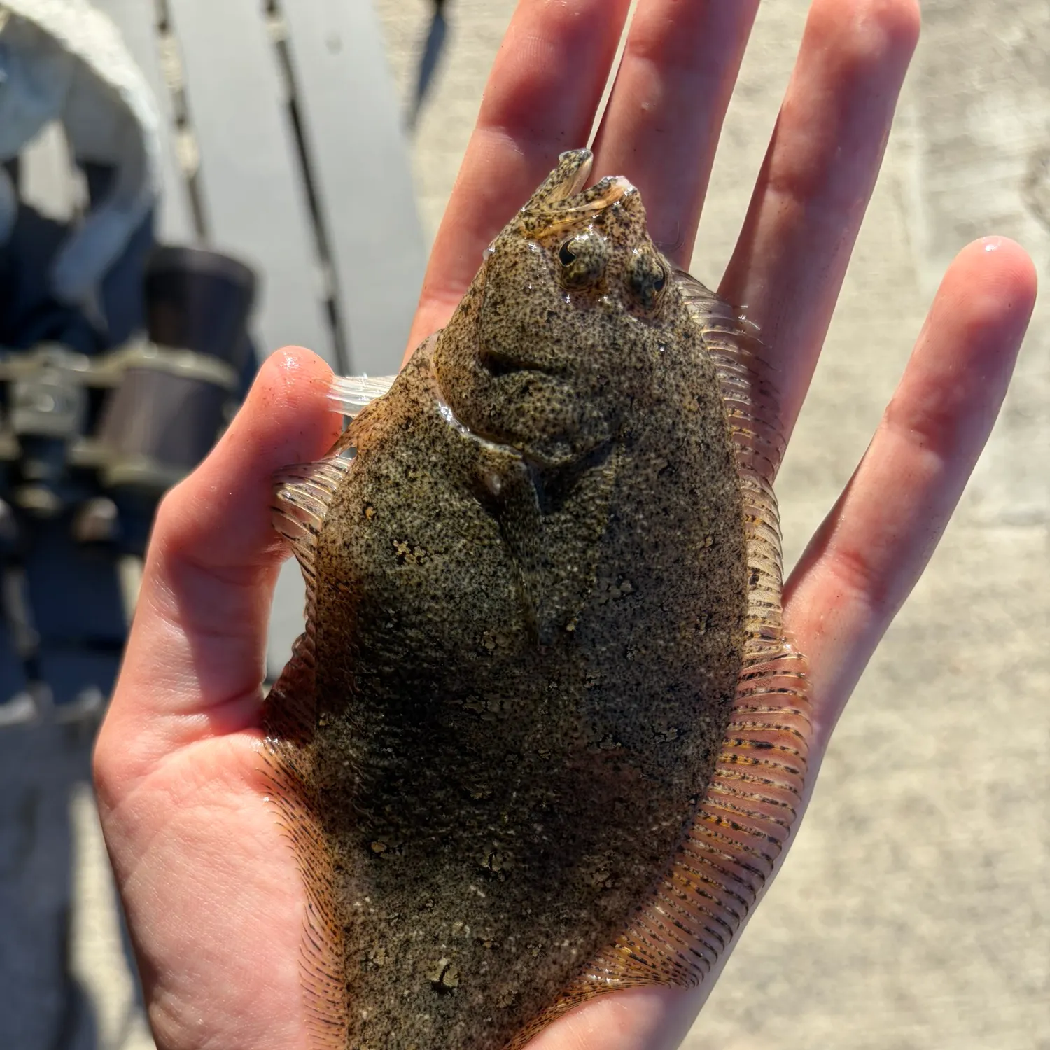The most recent English sole catches on Fishbrain