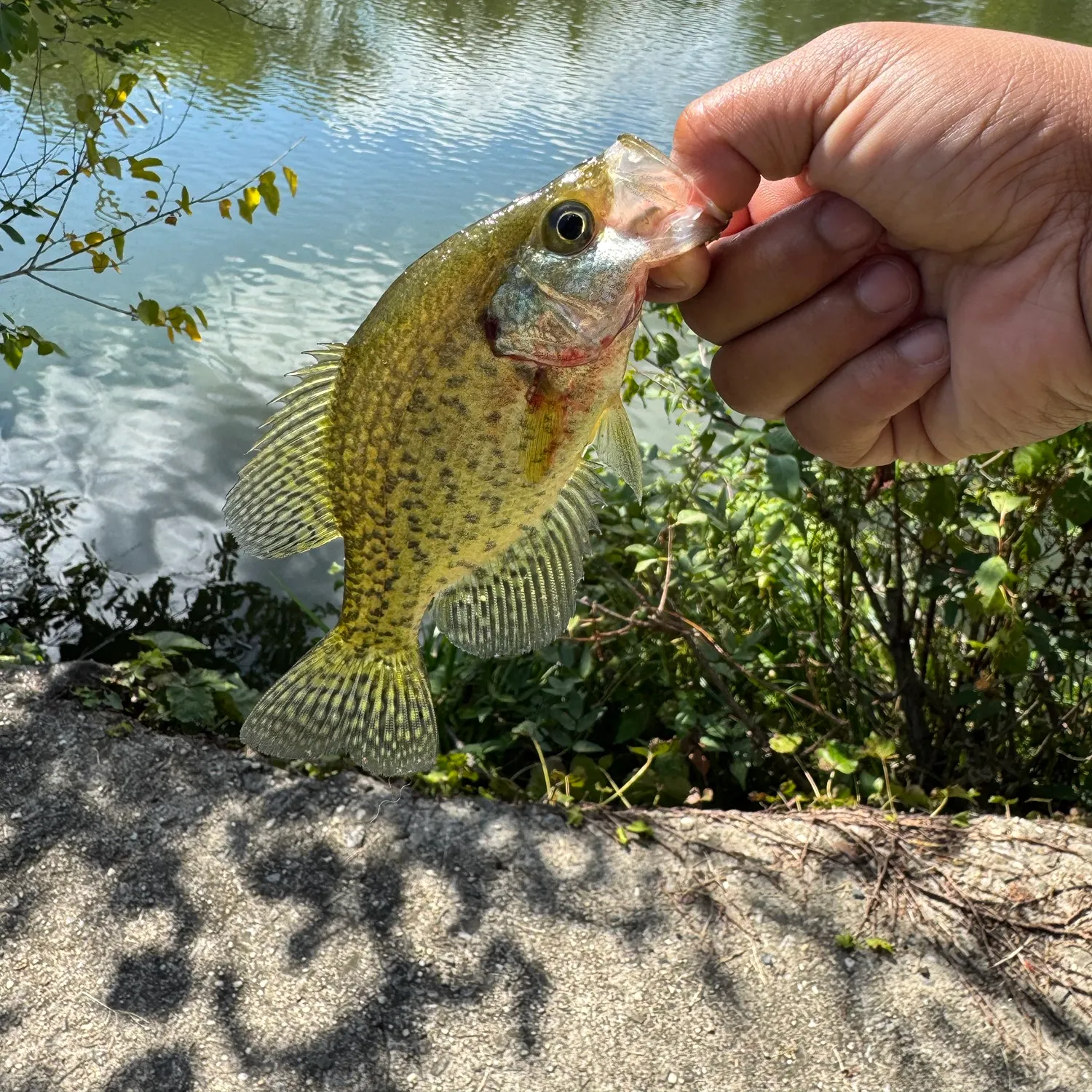 Black crappie caught on Fishbrain