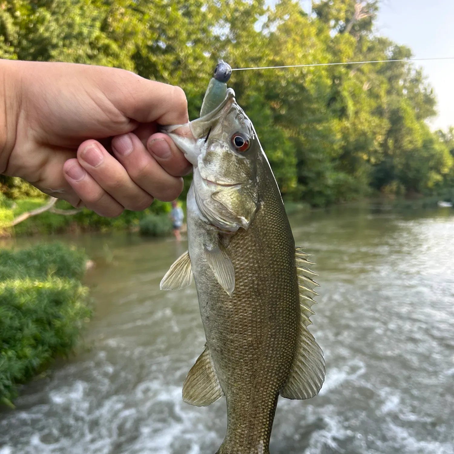 The most recent Neosho bass catches on Fishbrain