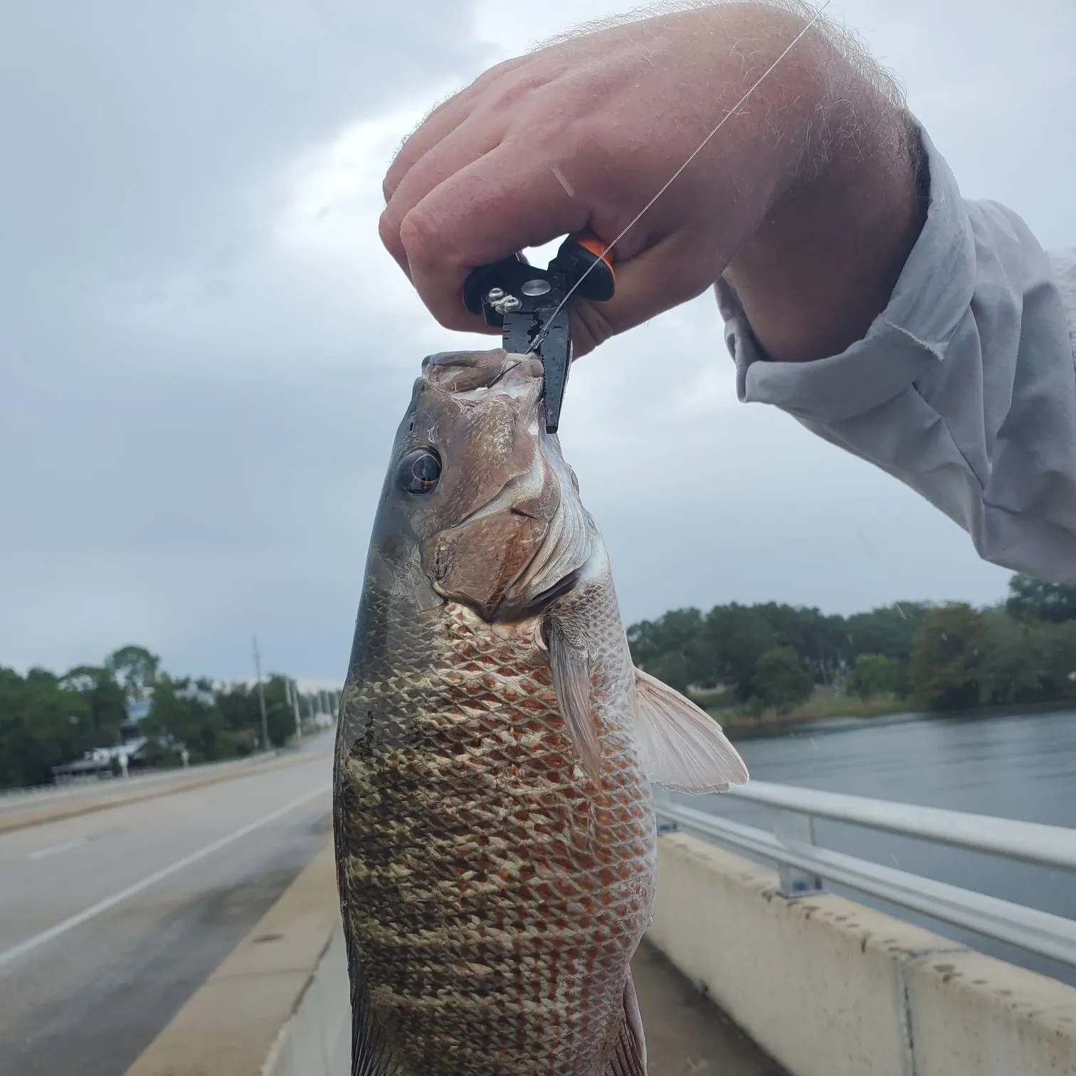 Mangrove snapper caught on Fishbrain