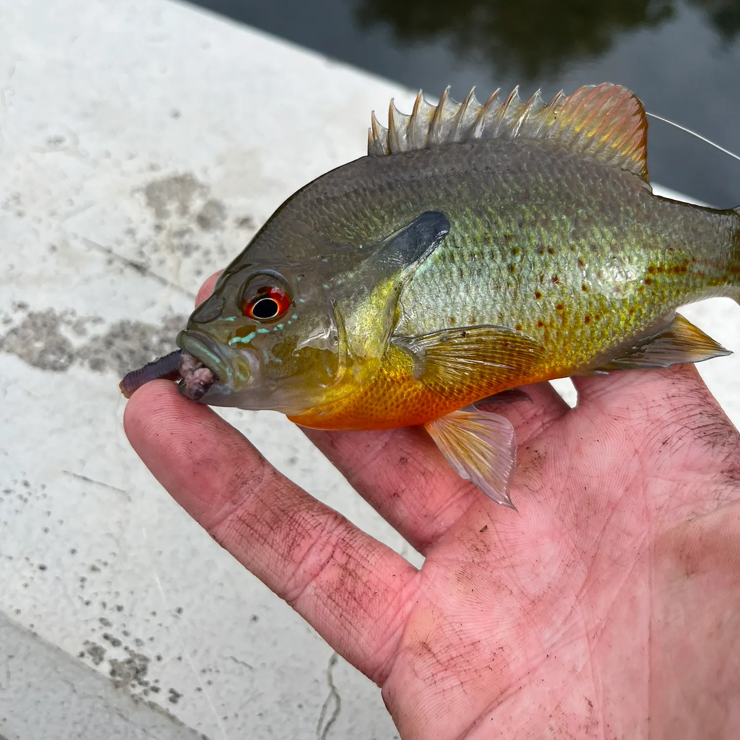 Redbreast sunfish caught on Fishbrain