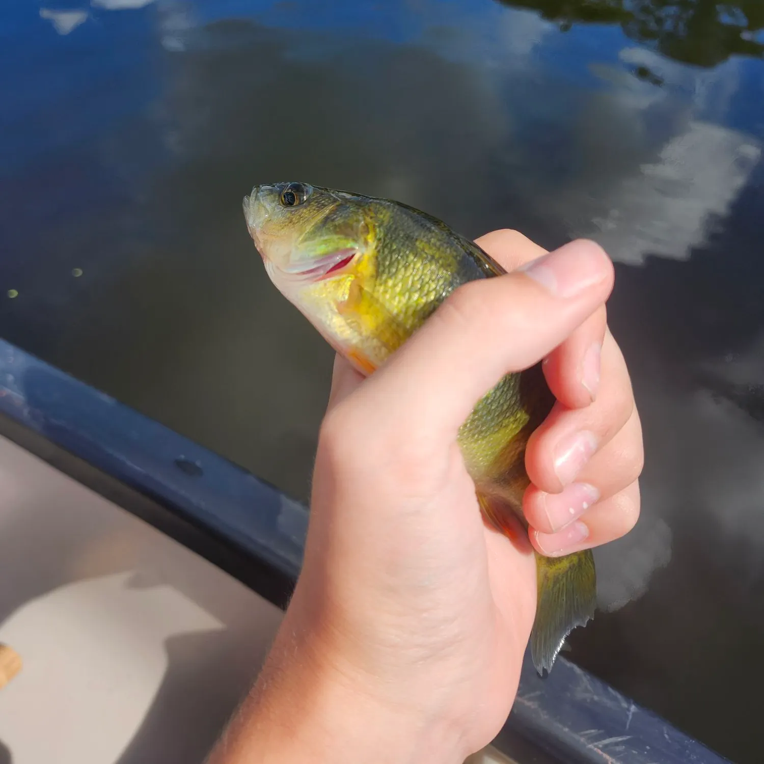 Yellow perch caught on Fishbrain